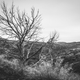 Image for article titled 27 Photos Of Barenaked Trees